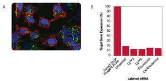 HeLa cells in 12-well plates were transfected at 70% confluence with TransIT-TKO&reg; Transfection Reagent (3 μl/well) and Label IT&reg; siRNA Tracker? Fluorescein-labeled siRNA duplexes (GREEN, 50 nM final concentration in the well)